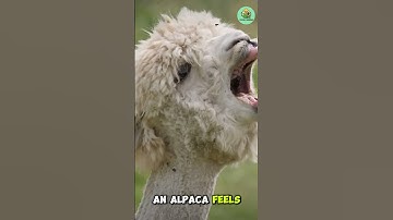 How Alpaca Wool Is Made: Farming to Fleece!