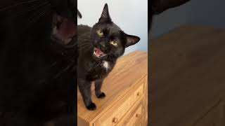 Now he demands his Nuggy chats🤣 #nuggy #nuggychats #blackcat