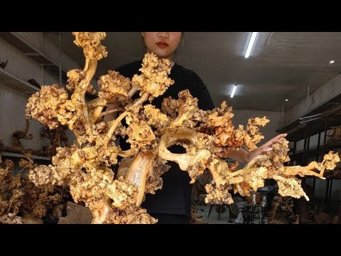 Video Ngày 1/10/22: Nu Trường Mật - Gỗ Lũa Hưng Lan... - youtube