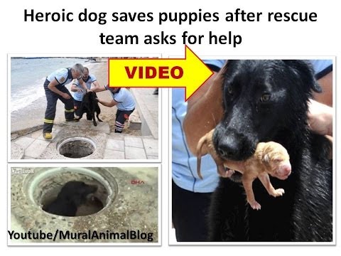 Dog Saves Puppies After Rescue Team Asks for Help