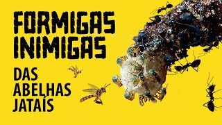 Cuidado Com As Formigas No Manejo Das Abelhas Jataí