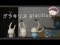 パキポディウム・グラキリス  Pachypodium  gracilius
