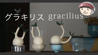 パキポディウム・グラキリス  Pachypodium  gracilius