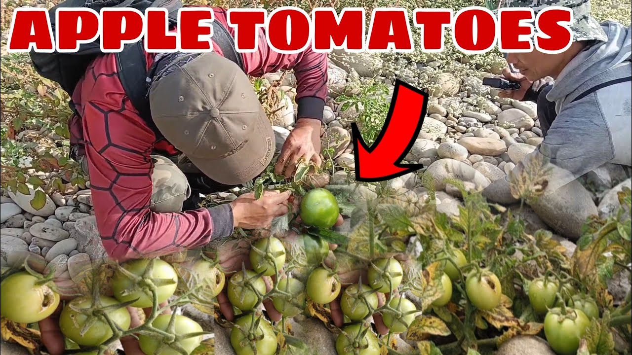 Hala Mga Heganting Kamatis Natagpuan Namin Sa Bunganga Ng Ilog+Sapol Ang Mga Buntot