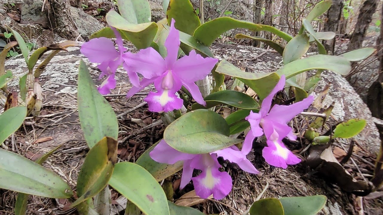 Meu corpo arrepiou, coração acelerou,quase infartei com essa quantidade de cattleya!