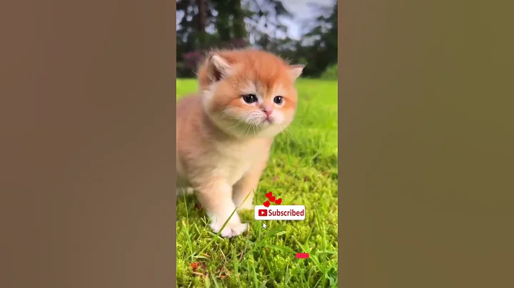 Video 9901381: cat kitten funny, cat walk cute