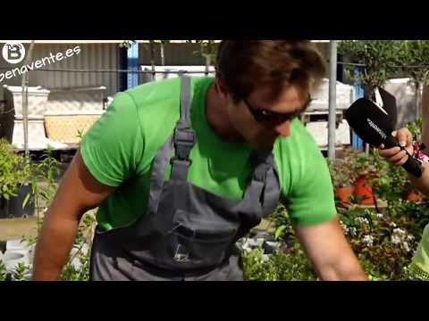 Video: Arbustos para jardines de la zona 7: aprenda sobre el cultivo de arbustos en los jardines de la zona 7