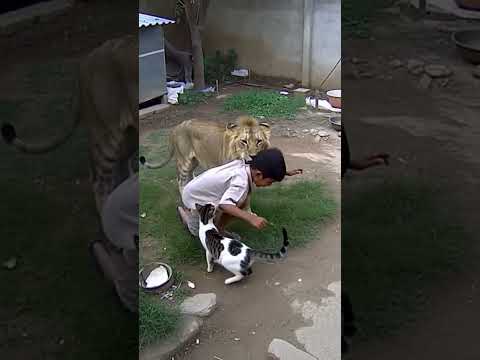 Youtubeshorts Wildlife Garkai Animals