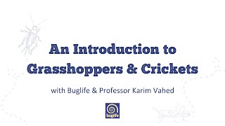 An Introduction to Grasshoppers & Crickets