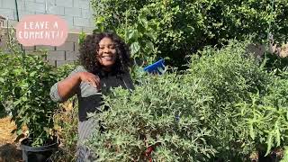 THE SECOND YEAR OF MY BLACK COBRA PEPPER PLANT | HOW TO WINTERIZE YOUR BLACK COBRA PEPPER