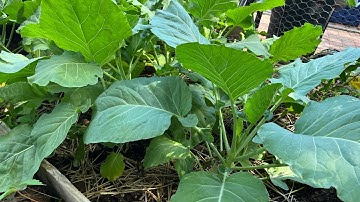 Thu hoạch cải rổ lá lớn khổng lồ,cách chăm sóc,bón phân cây cà tím để có nhiều hoa,trái.