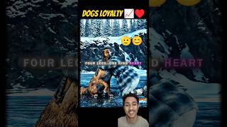 No One beat dogs  in loyalty or kind hearted 🫡📈 #dog #love #beliver