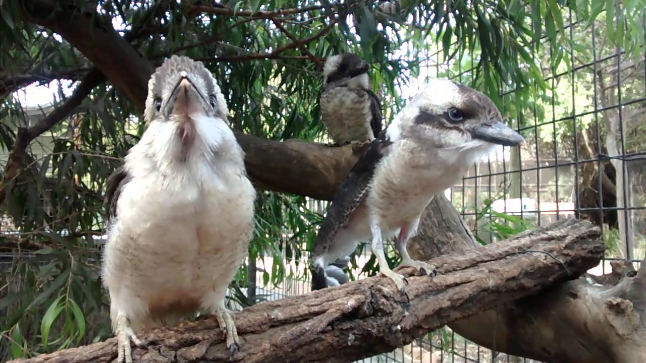 Baby Kookaburra Trying To Laugh Youtube