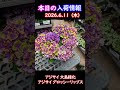 【2026.6.11】アジサイ 大島緑化 グロッシーリップス【入荷情報切り抜き】 #ガーデニング #園芸 #花のある暮らし