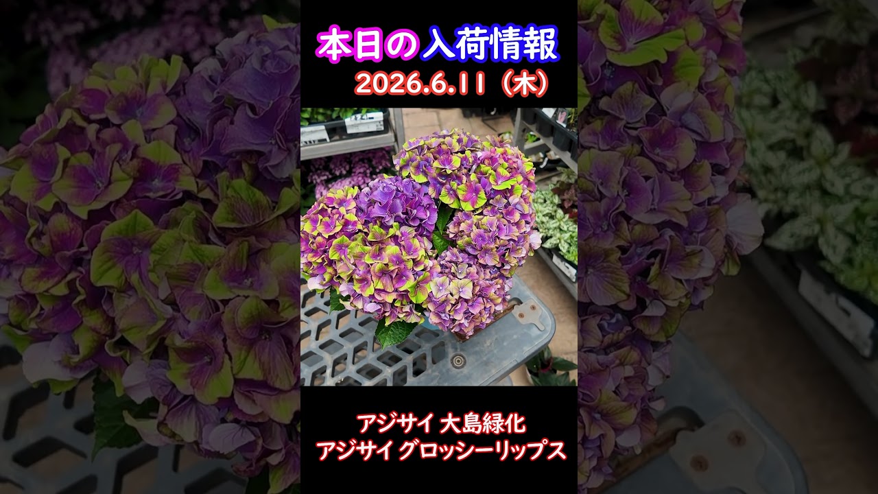 【2026.6.11】アジサイ 大島緑化 グロッシーリップス【入荷情報切り抜き】 #ガーデニング #園芸 #花のある暮らし
