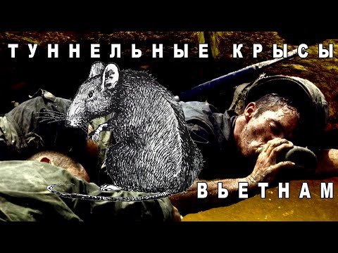 Видео: Мистерия на билото на Медведицкая: кой копа километри подземни тунели тук? - Алтернативен изглед