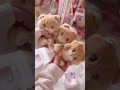 可愛いものしか開封しないvlog#kawaii #vlog #mikko #エスターバニー