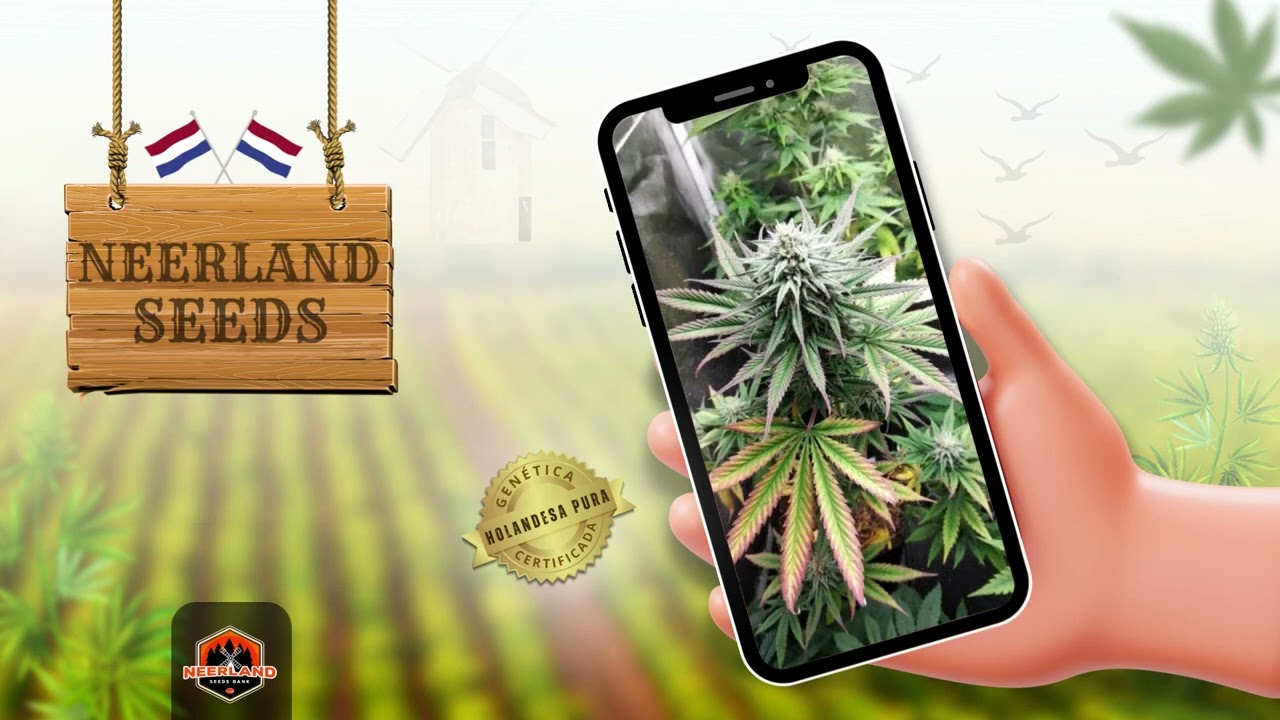 Neerland Seeds - Qualidade e Segurança