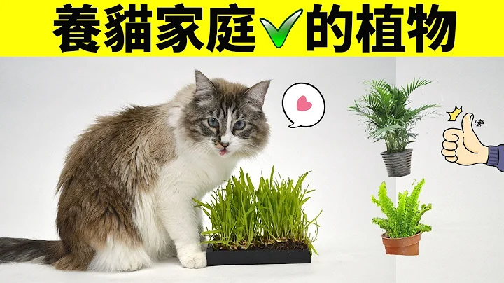 8种适合养猫家庭的植物，养猫养植物两不误！ - 天天要闻