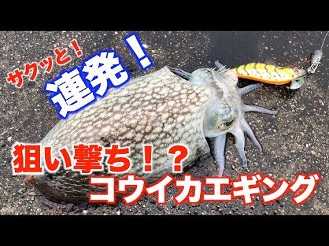 サクッと 連発 狙い撃ちコウイカエギング Youtube サクッと 連発 狙い撃ちコウイカエギング Youtube