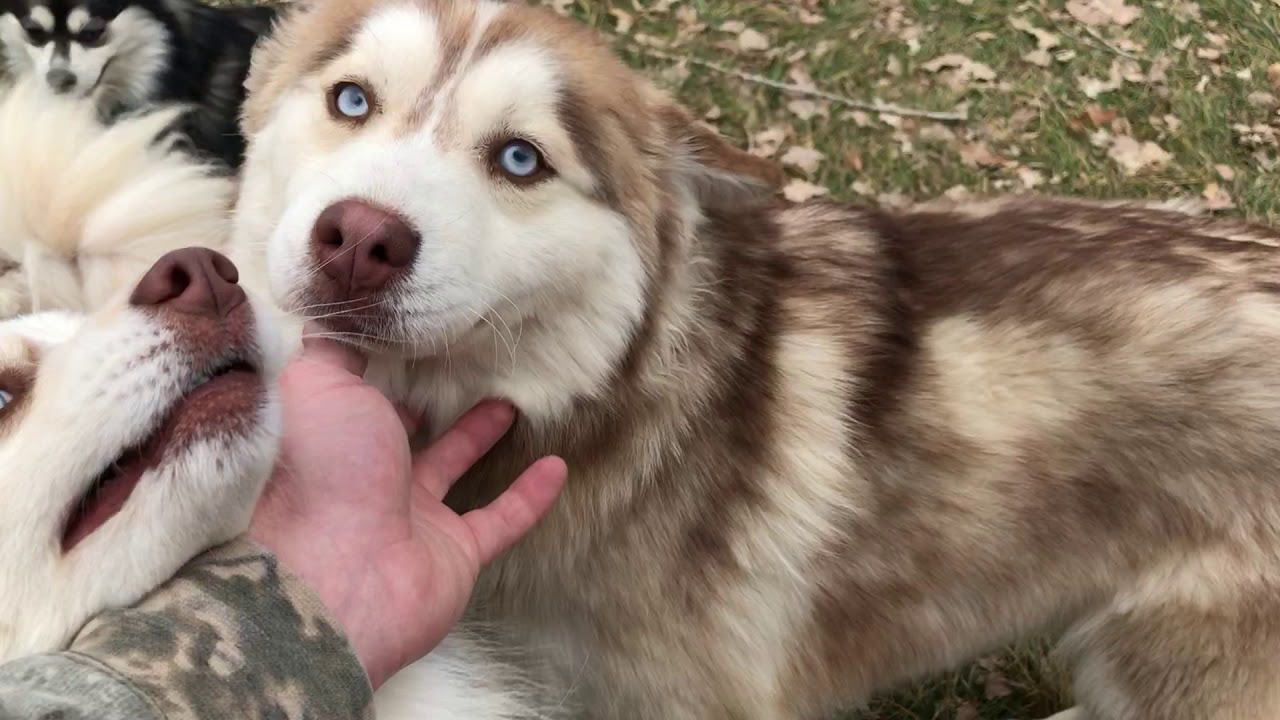 do pomsky puppies shed