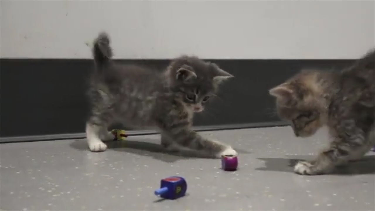 journalism internships Adorable Kittens Playing With Dreidels