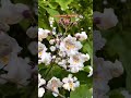 عروسی در میان شکوفه خواننده استاد کرامت باقری شاعر دکتر سجاد فرهمند عشایر محلی نی نوازی قشقایی