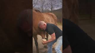 RESCUE HORSE Luna Keeps Asking for MORE CHIRO from Dr. Doug!