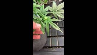 Mars Hydro TSW 2000 and AgroLed Isunlight (Day 57/45)