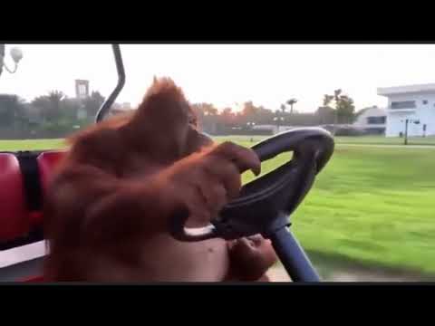 Efkarlı Maymun Golf Arabası Sürüş Keyfi