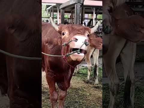 sapi ikut-ikutan aja