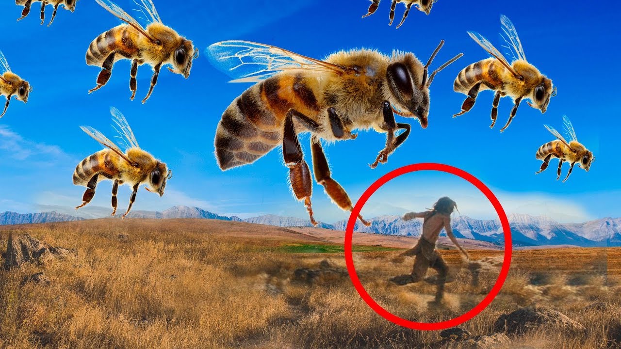 What happens if the bees disappear What happens if the bees disappear