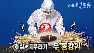 해삼 위에 【             】를 올려놓으면 해삼이 두 동강 난다? 이것만 있으면 손 안 대고 해삼 자르기 가능 | KBS 스펀지 091106 방송