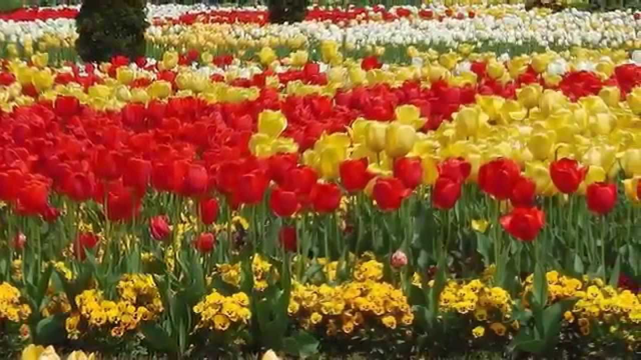 ぐんまフラワーパーク チューリップ パンジーフェスタ２０１５ Gunma Flower Park Tulip Pansy Festa Youtube