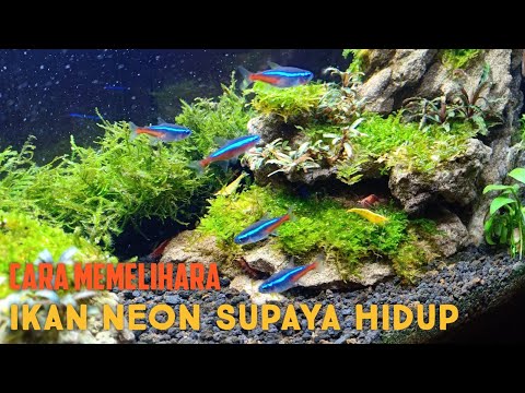 Video: Ikan Kardinal Di Akuarium Rumah: Ciri Penjagaan