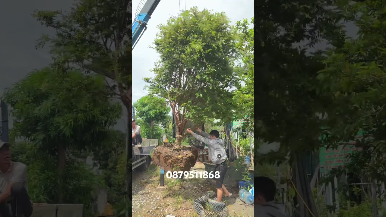 Nho thân gỗ cổ thụ về với khách Lh em @879511868 #nhothango #caycanh #quynhhuonggarden