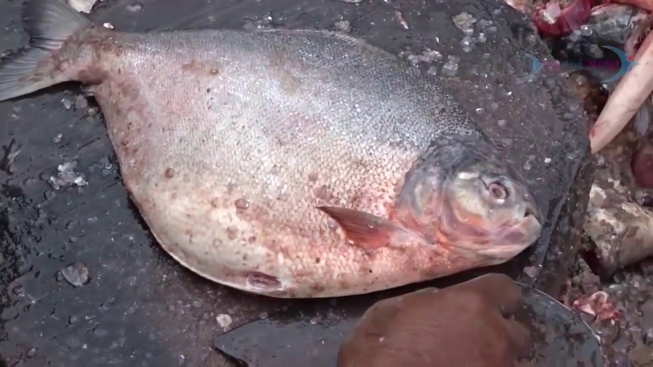 Fastest Fish Cutting Compilation | Different fish cutting