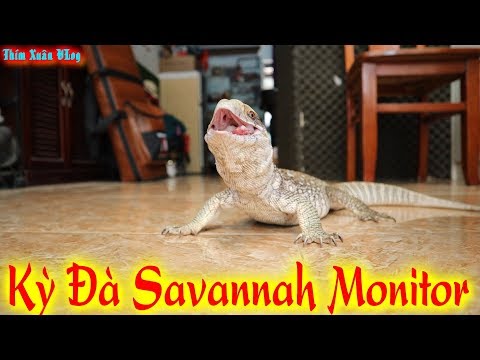 Video Thú Chơi Mới Kỳ Đà Savannah Monitor||Thú Cưng,Tìm Hiểu... - youtube