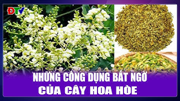 Những công dụng bất ngờ của cây hoa hòe | Vị thuốc quanh ta 25-11-2025 | Điện Biên TV