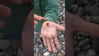 berburu siput gepeng #kelomang #siput