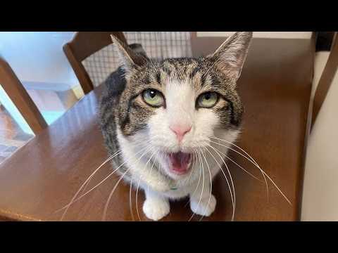 These Funniest CATS will BREAK your laugh challenge 😹 Funny Cat Videos