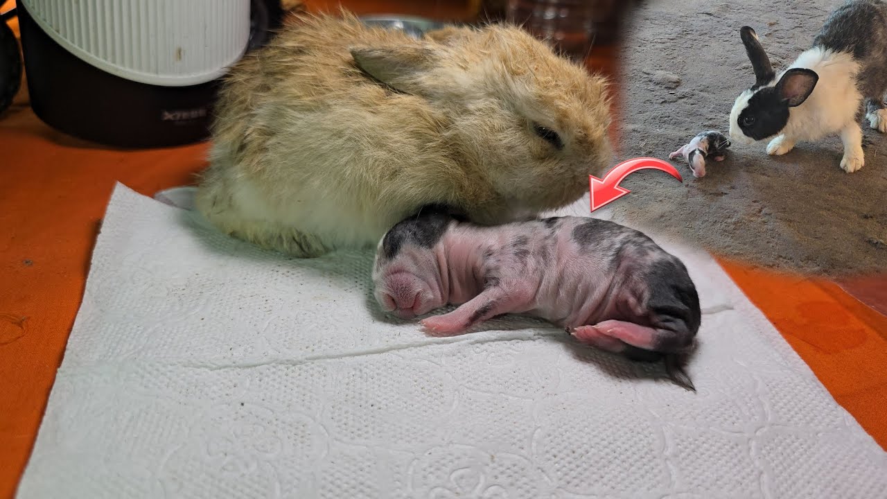 This rabbit is so pitiful, but now I have helped take care of it - YouTube