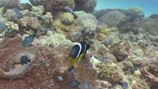 Anemonefish Amphiprioninae With Babies - Mauritius