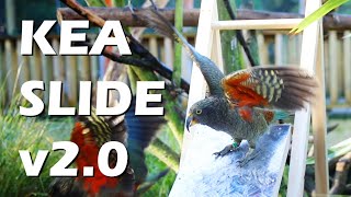 An Update on the Kea Slide Project by Animal Minds 4,960 views 2 years ago 2 minutes, 15 seconds
