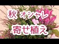 オシャレで上品な秋の【寄せ植え】ガーデニング初心者向け