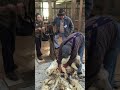 Hancock Shaker Village, Sheep Shearing demonstration