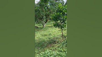 Âm thanh tiếng máy cắt cỏ, nghe vui tai quá