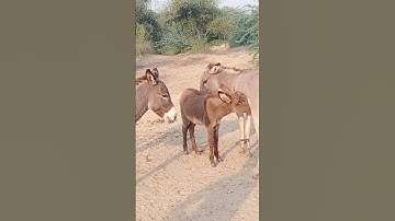 donkeys baby drinks a milk #animals #youtubeshorts #donkey #animal #video