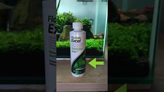 How To Control Aquarium Algae With Seachem Flourish Excel | Easy Beginner Tips