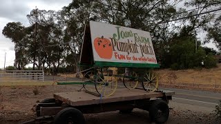 Joan's Farm Pumpkin Patch Livermore 2020